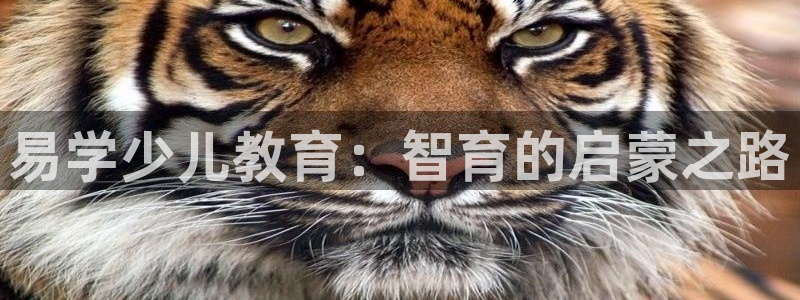 fh至尊什么意思